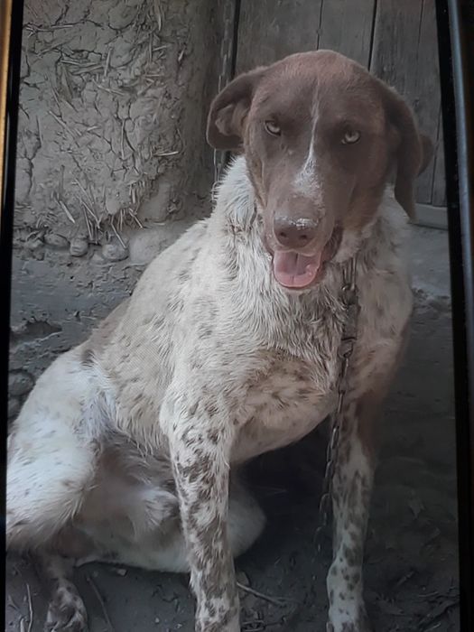 Курцхар немис ити овчи