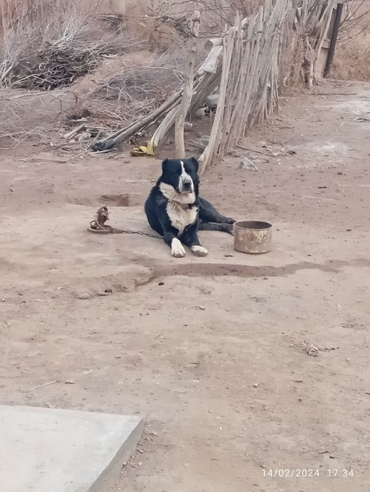 Ит сотылады 2жасар