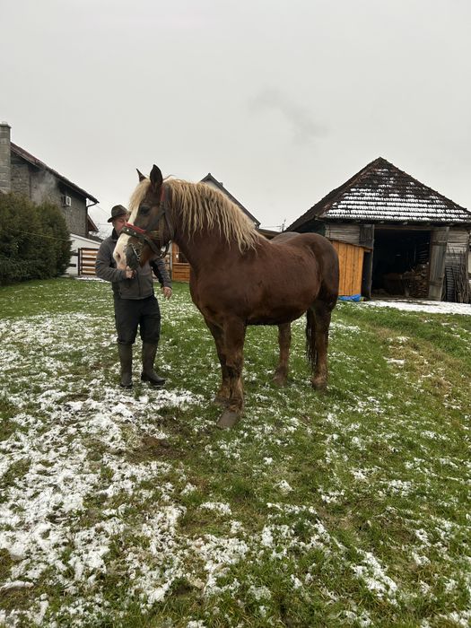 De vanzare cal cuminte