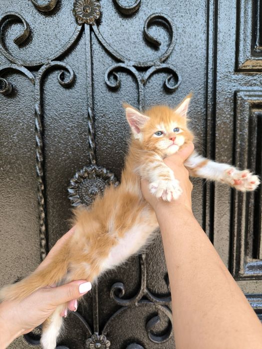 Котята породы мейн-кун