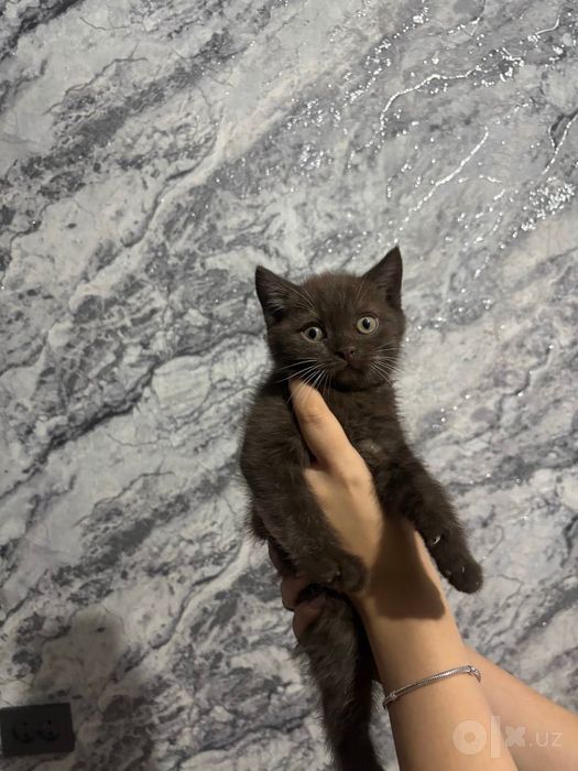 продам котят британский шиншила