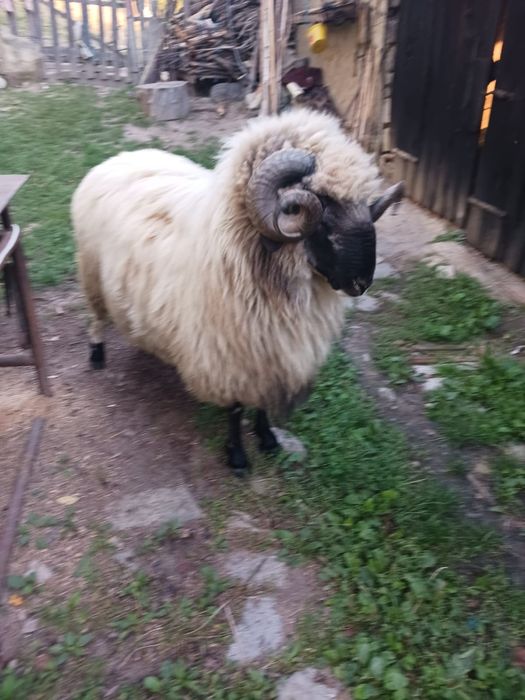 Oi si berbec de vanzare