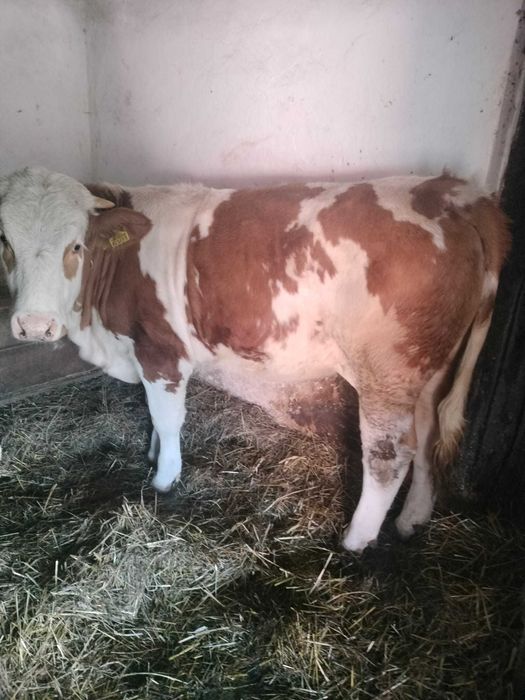 Vand juninca baltata de 1 an