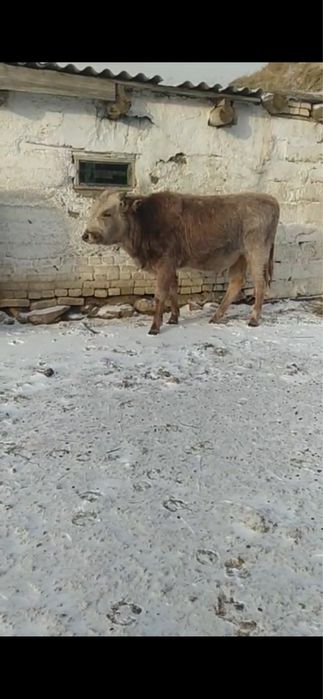 1 жасар бұқа сатылады