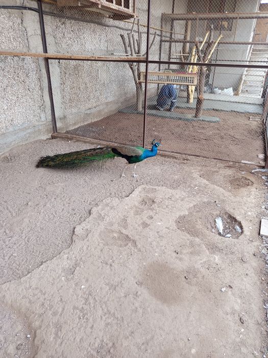 Продам павлинов самцы и самки!