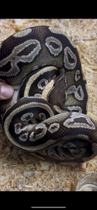 Королевский питон ручная змея