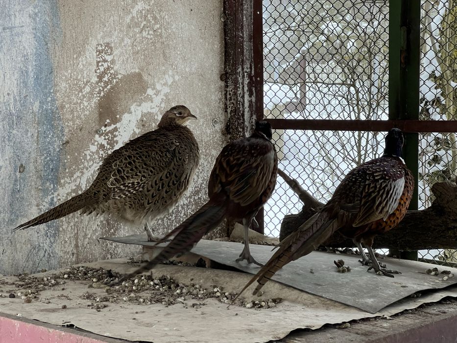 Vând  pereche fazani comuni! Sau schimb cu auriu galben sau rosu