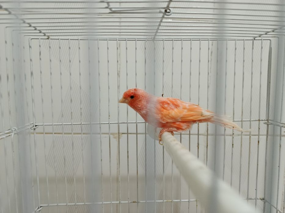 Канарейка мода шмель