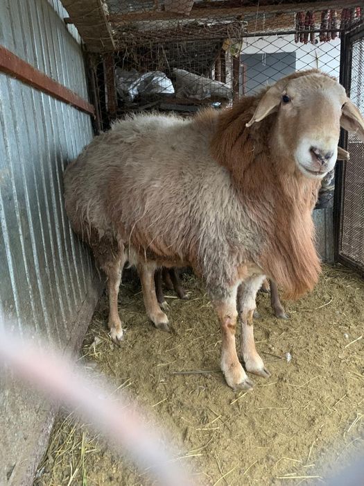 Продам барана аршан