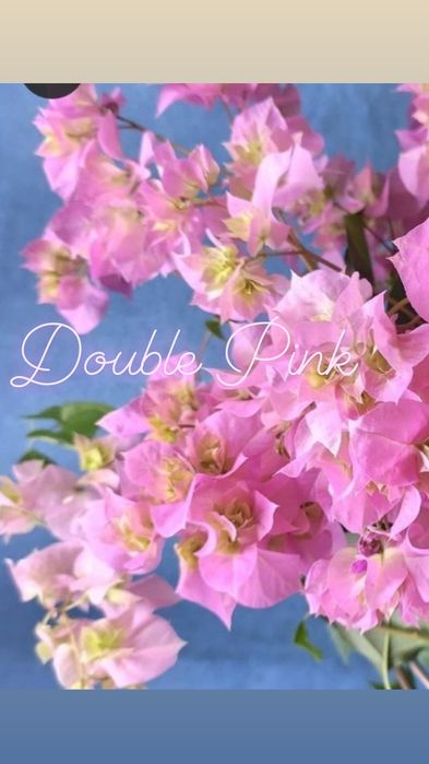 Черенки бугенвиллий (Бугенвиллия)