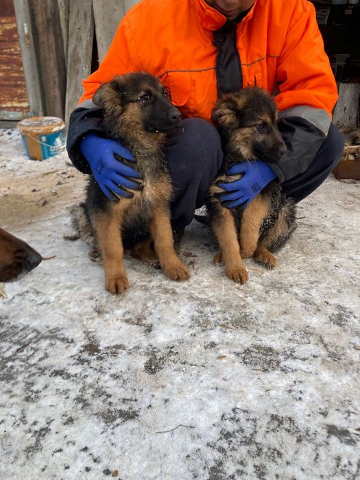 Немецкие овчарки