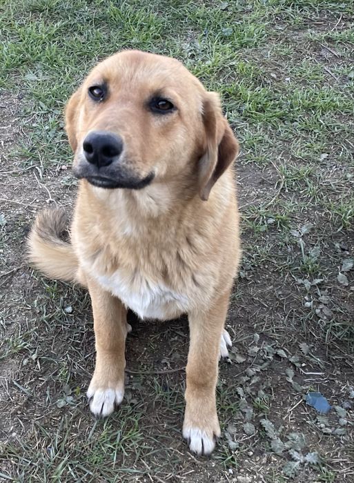 Caini superbi pentru adoptie gratis