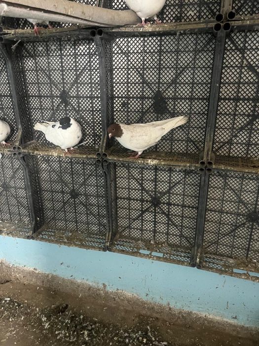 Продаю или обменяю голубей