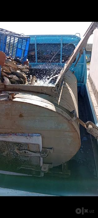 Сазан ва амур баликлари сотилади.