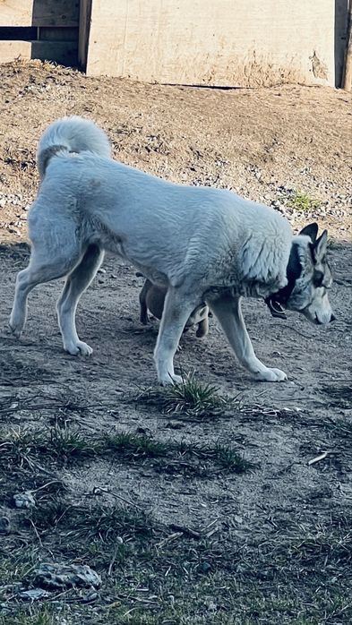 Лайка ургашы 2 жаска толмаган