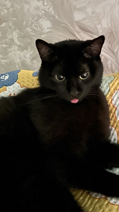 Отдам кота в добрые руки