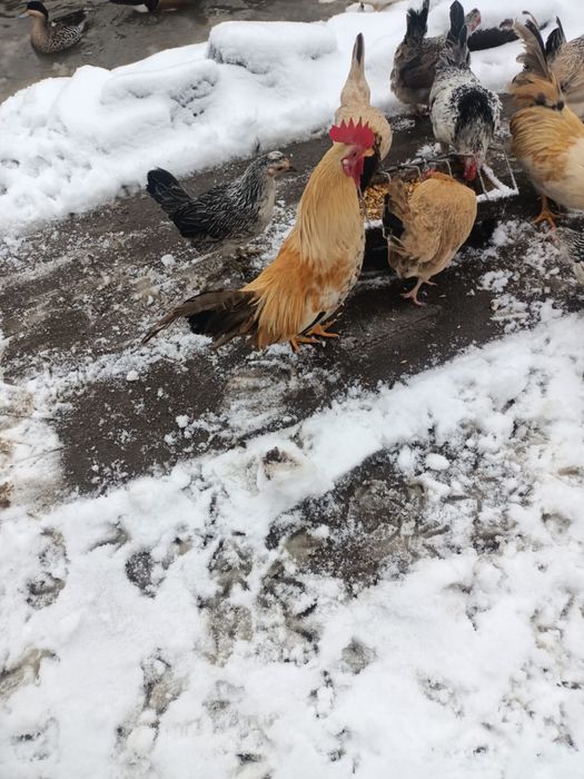 Vand ratoi pitica olandeza si cocosi pitici