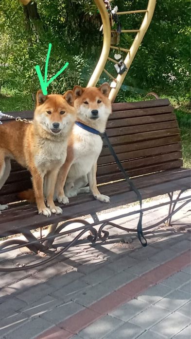 Японские сибочки