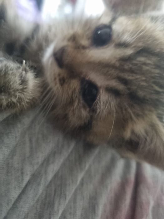 Отдам домашних котят