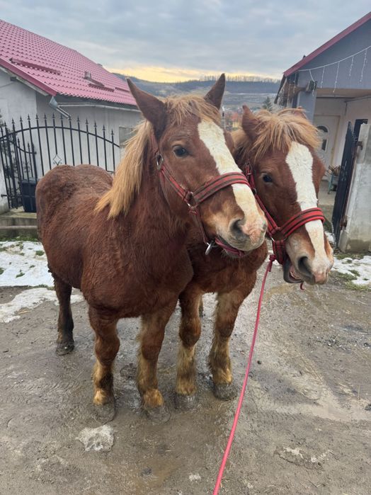 Vând manzi grei din părinți buni