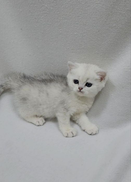 Скоттиш страйт серебристая шиншила табби девочка