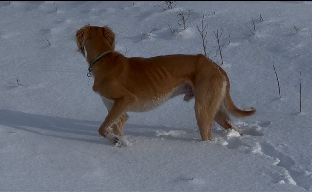 Шашақ Тазы арлан.