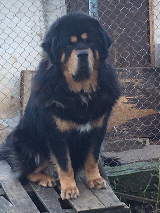 Продавам Тибетски мастиф