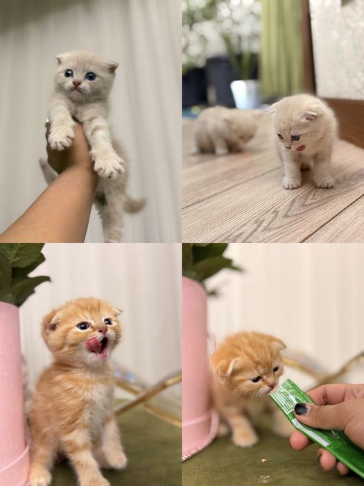 Mushuchalar skotish fold skotish straight