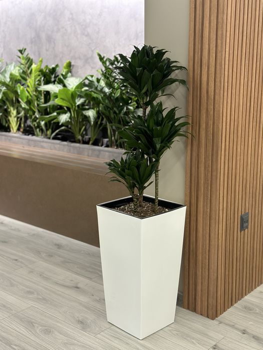 Растения для офисов и ресторанов от поставщиков