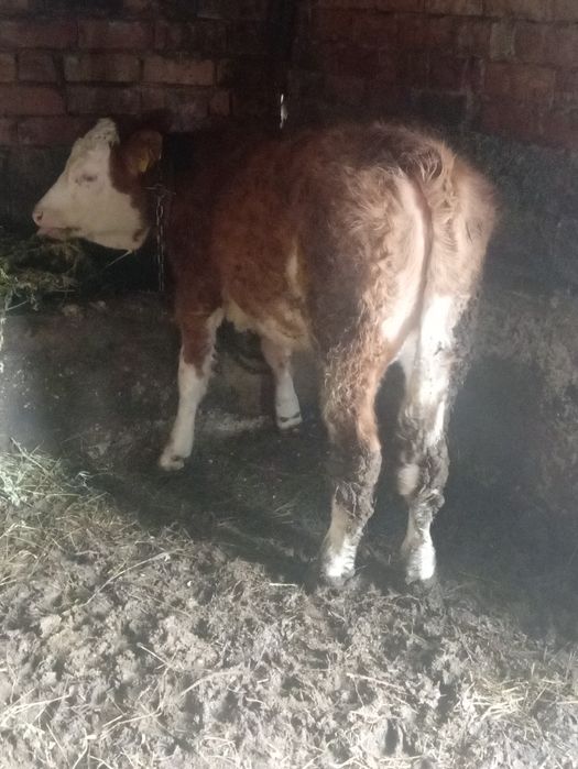 Vînd vițea înțarcată