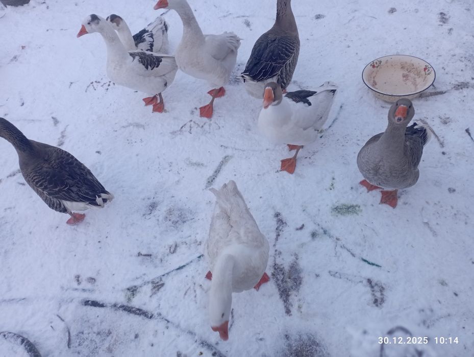 Продается гуси на новый год