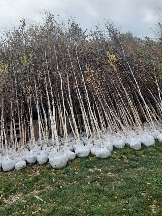 Braz arginti și verzi