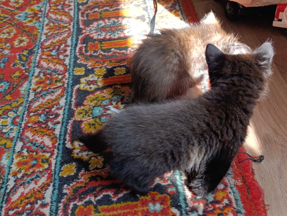 Котята девочки в добрые руки