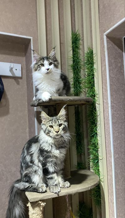 Мальчик мейн кун 5 мес