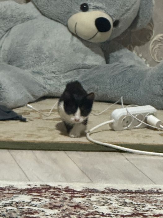 Очень ласковый котонок