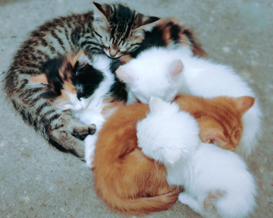 Котята сибирские