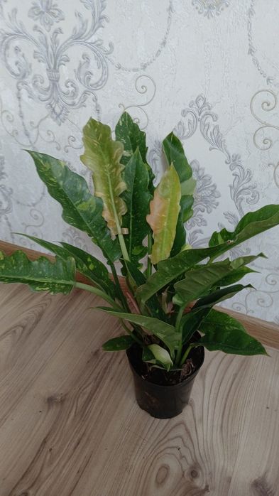 Комнатные растения