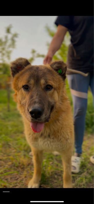 Диего. Классная собака. Мощный.