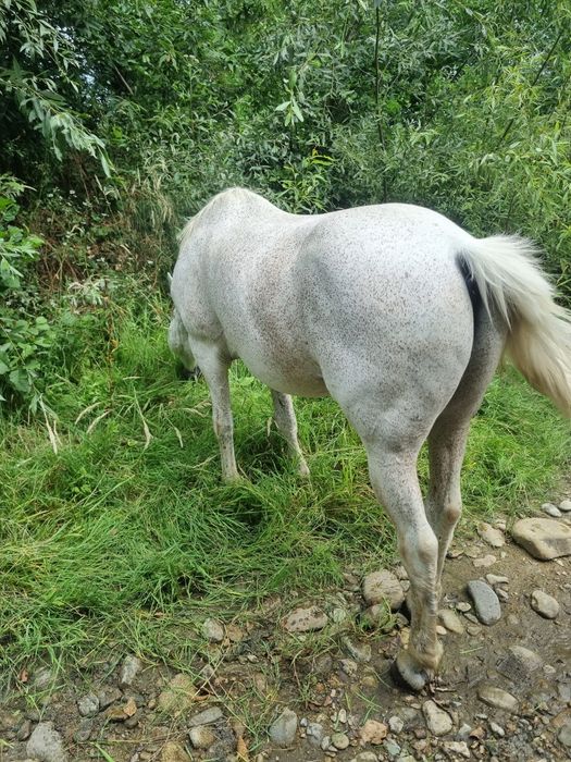 Vând cal în vârstă de 12 ani