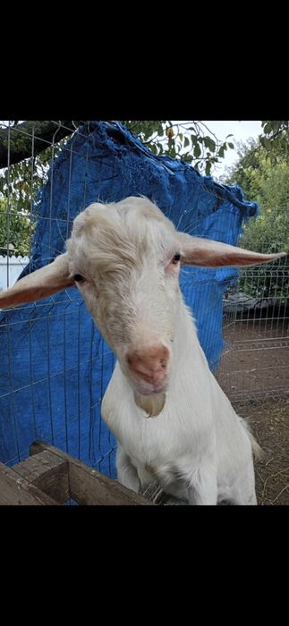 Tap Saanen  de vanzare