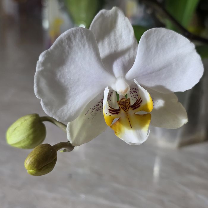 Орхидеи в праздничной упаковке