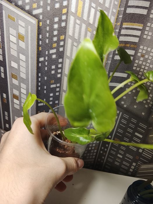 Филодендрон детка