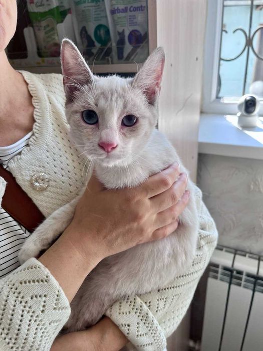 Кошка (котёнок 5 месяцев)