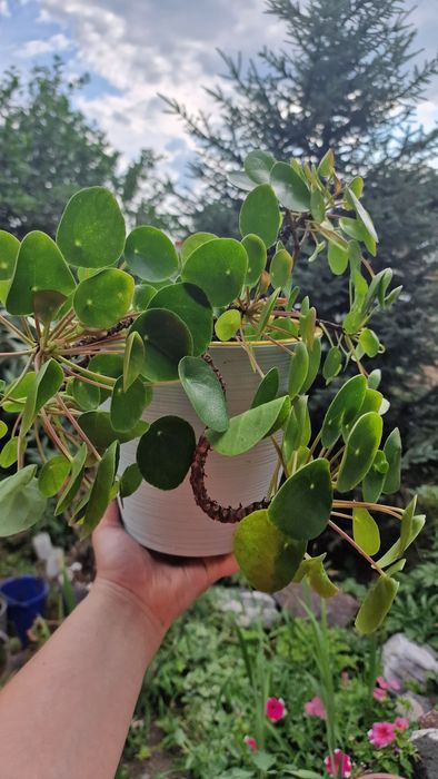 Продам пеперомии арбузную и пилею