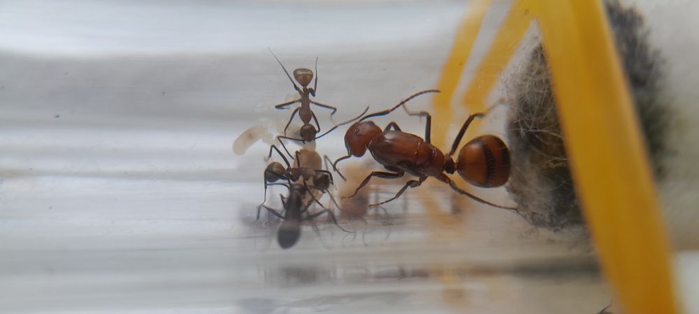 Муравьи разных видов в наличии