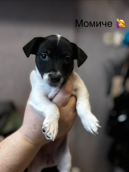 Бебета Джак Ръсел за продажба