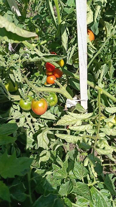 Продам помидоры, огурцы домашние!