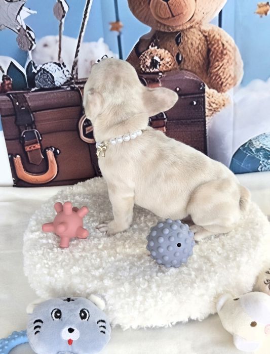 Френски булдог крем платина женско