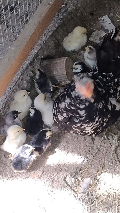 Pui chaboo și paduana