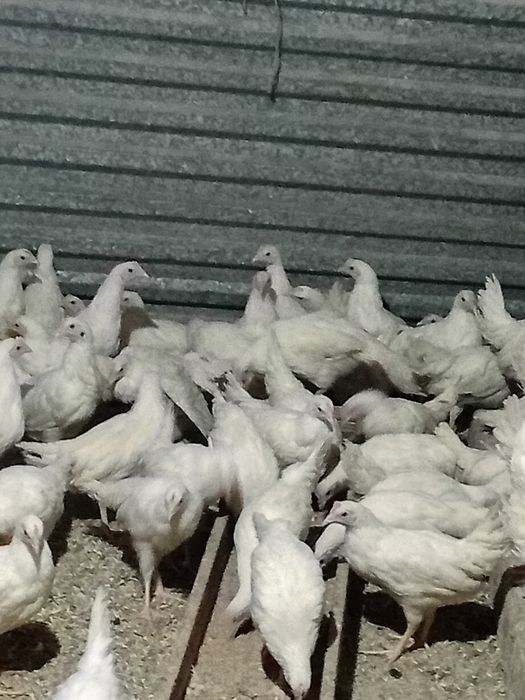 Продаётся куры молодки